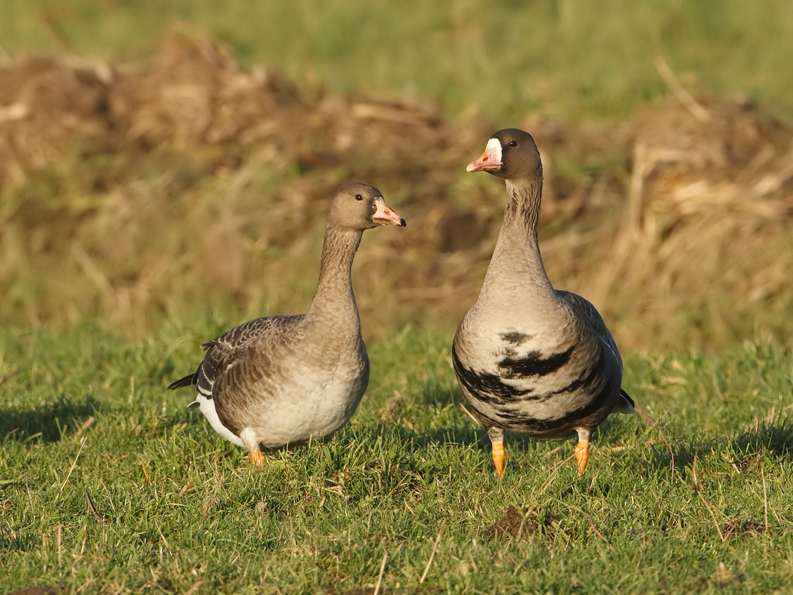 Anser albifrons Kolgans White-Fronted Goose